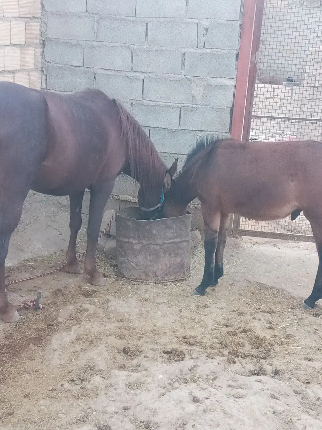 مادیون با قاطر نر|اسب و تجهیزات اسبسواری|چگنی, |دیوار