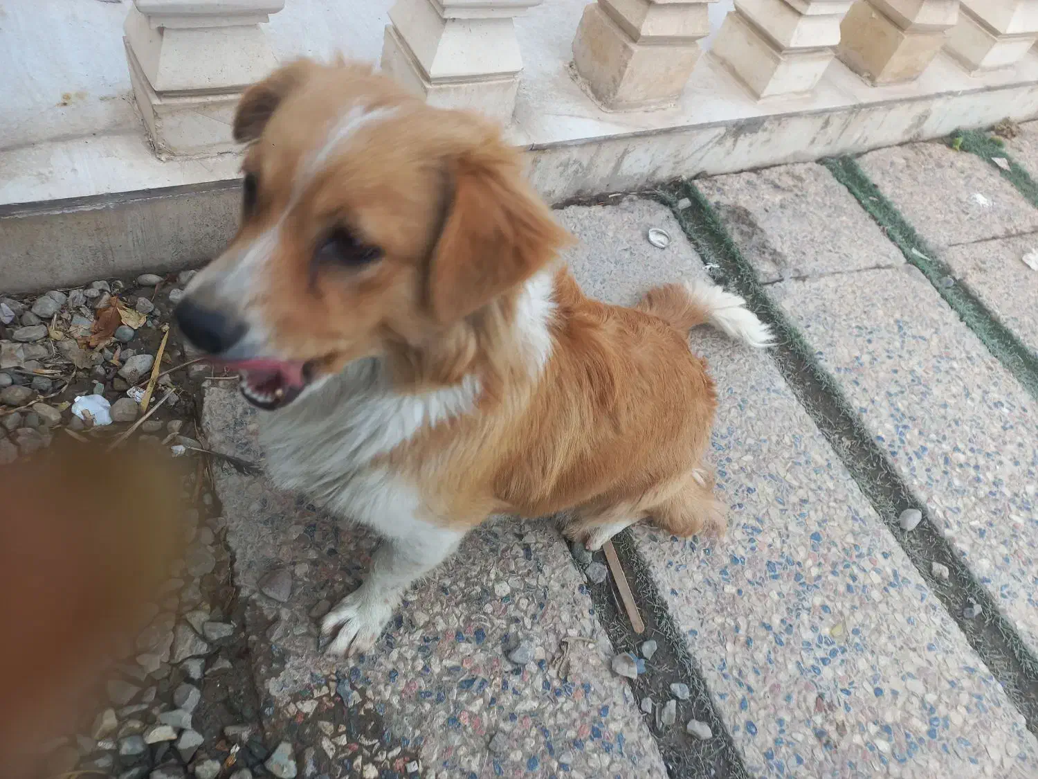 سگ پیداشده گمشده|حیوانات|ورامین, ورامین|دیوار