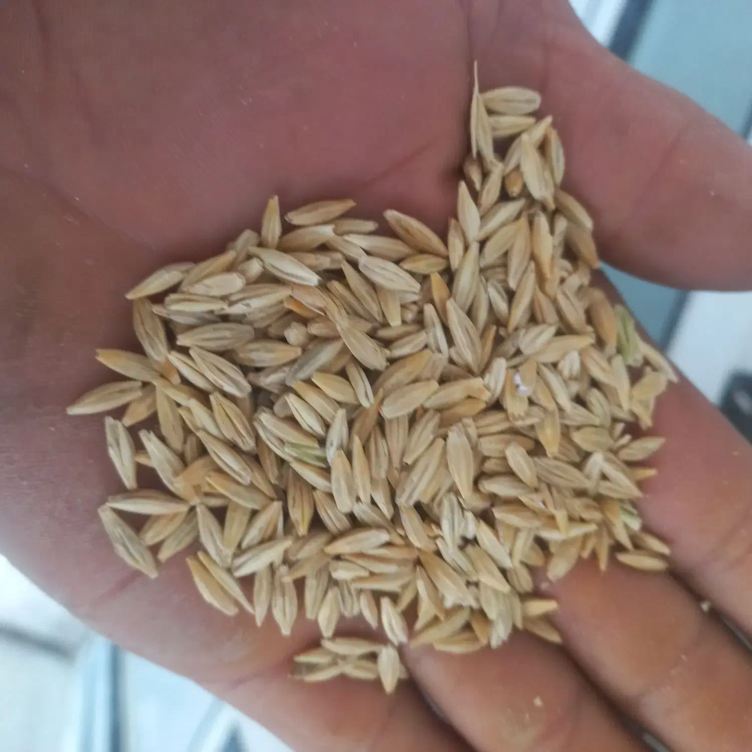 جو دیم|خوردنی و آشامیدنی|سیلاخور, |دیوار