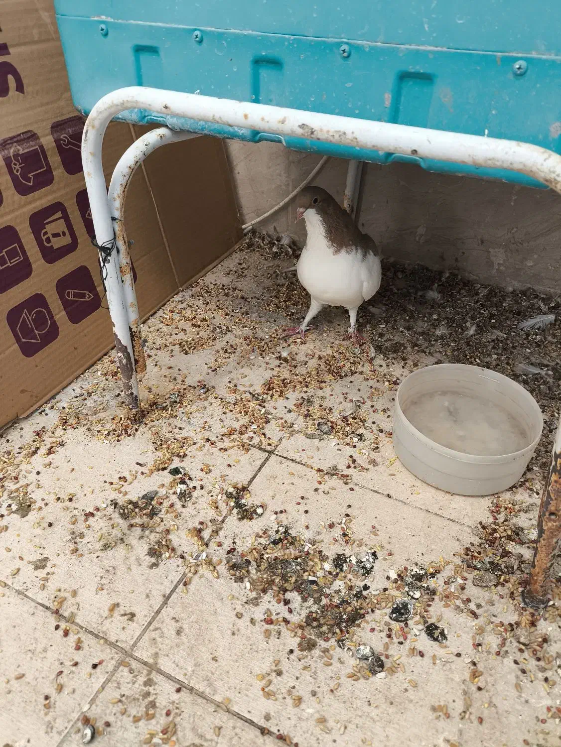 یال زرد نر|پرنده|شیراز, امام حسین|دیوار