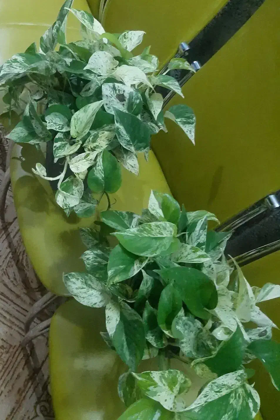 گل پتوس  زیبا وسالم|گل و گیاه طبیعی|ماسال, |دیوار