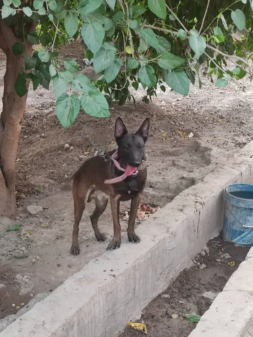 سگ نرشیواوا نردمادمالینیوز|سگ|دزفول, |دیوار