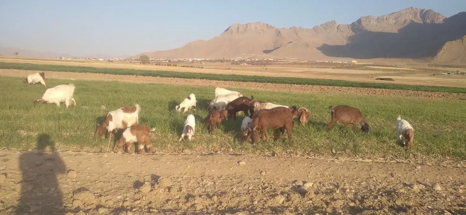 فروش ۹راس بز با۸ راس بزغاله|حیوانات مزرعه|داران, |دیوار