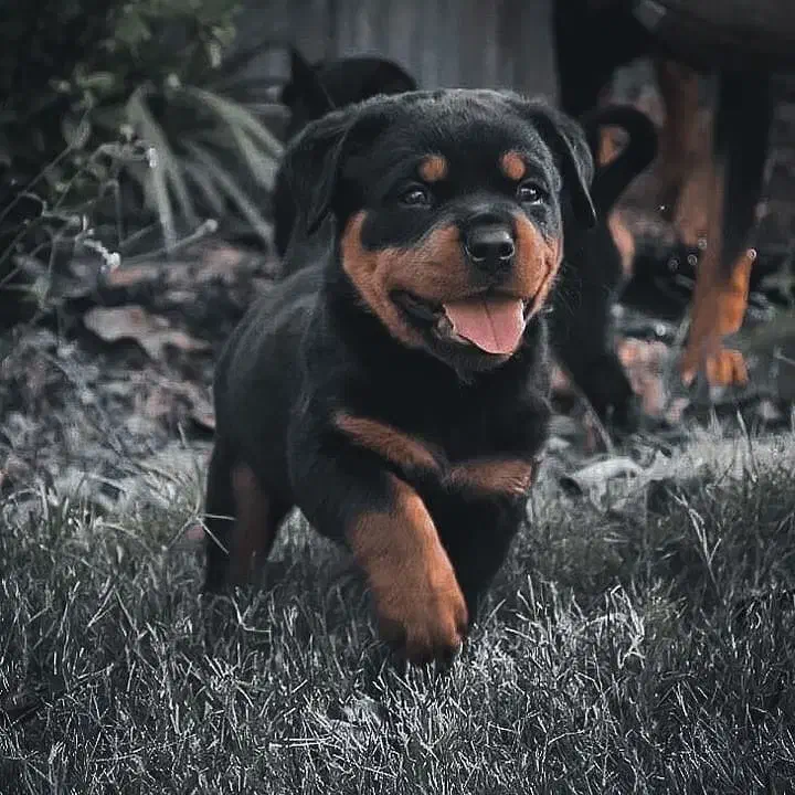 روتوایلر|سگ|شیراز, تندگویان|دیوار