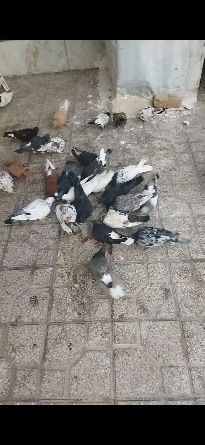 کفتر|پرنده|شیراز, کوشک میدان|دیوار