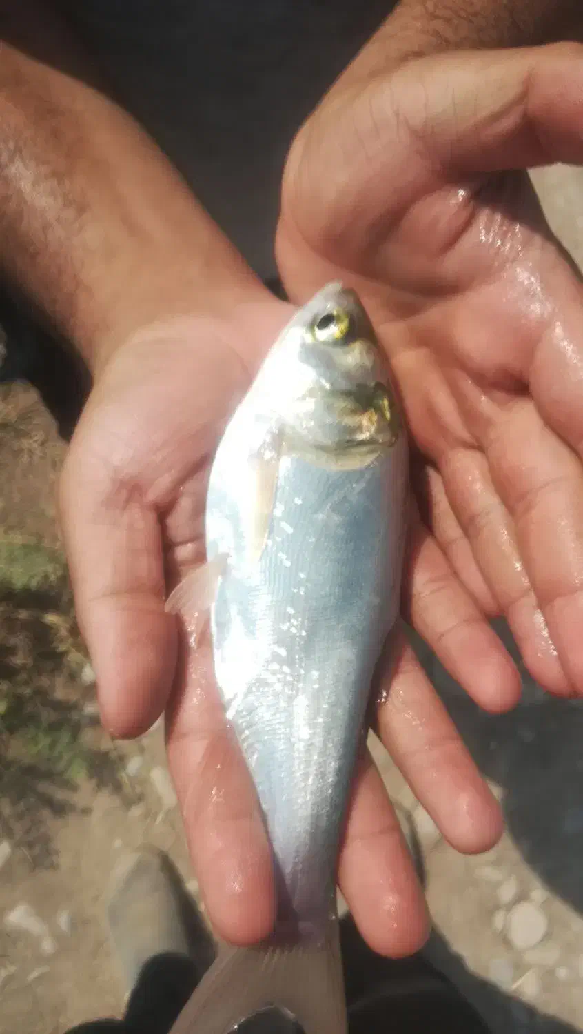 بچه ماهی کپور امور بیگهد قزل شیربت بنی|ماهی|شوشتر, |دیوار