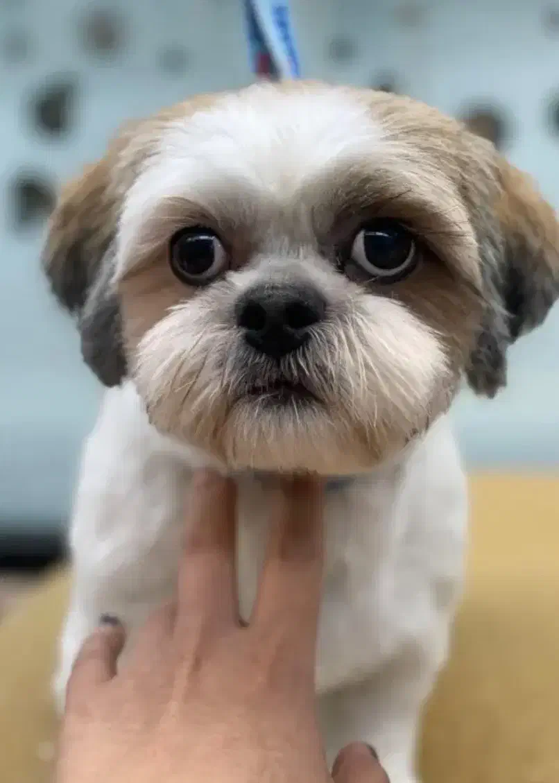 آرایشگر حیوانات اصلاح و شست و شوی سگ و گربه|خدمات آرایشگری و زیبایی|پردیس, فاز ۱۱|دیوار