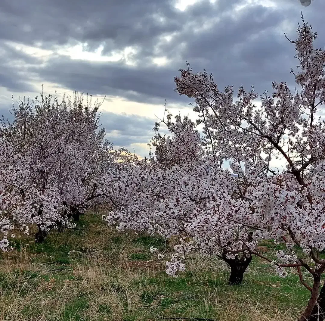 فروش باغ|فروش خانه و ویلا|چادگان, |دیوار