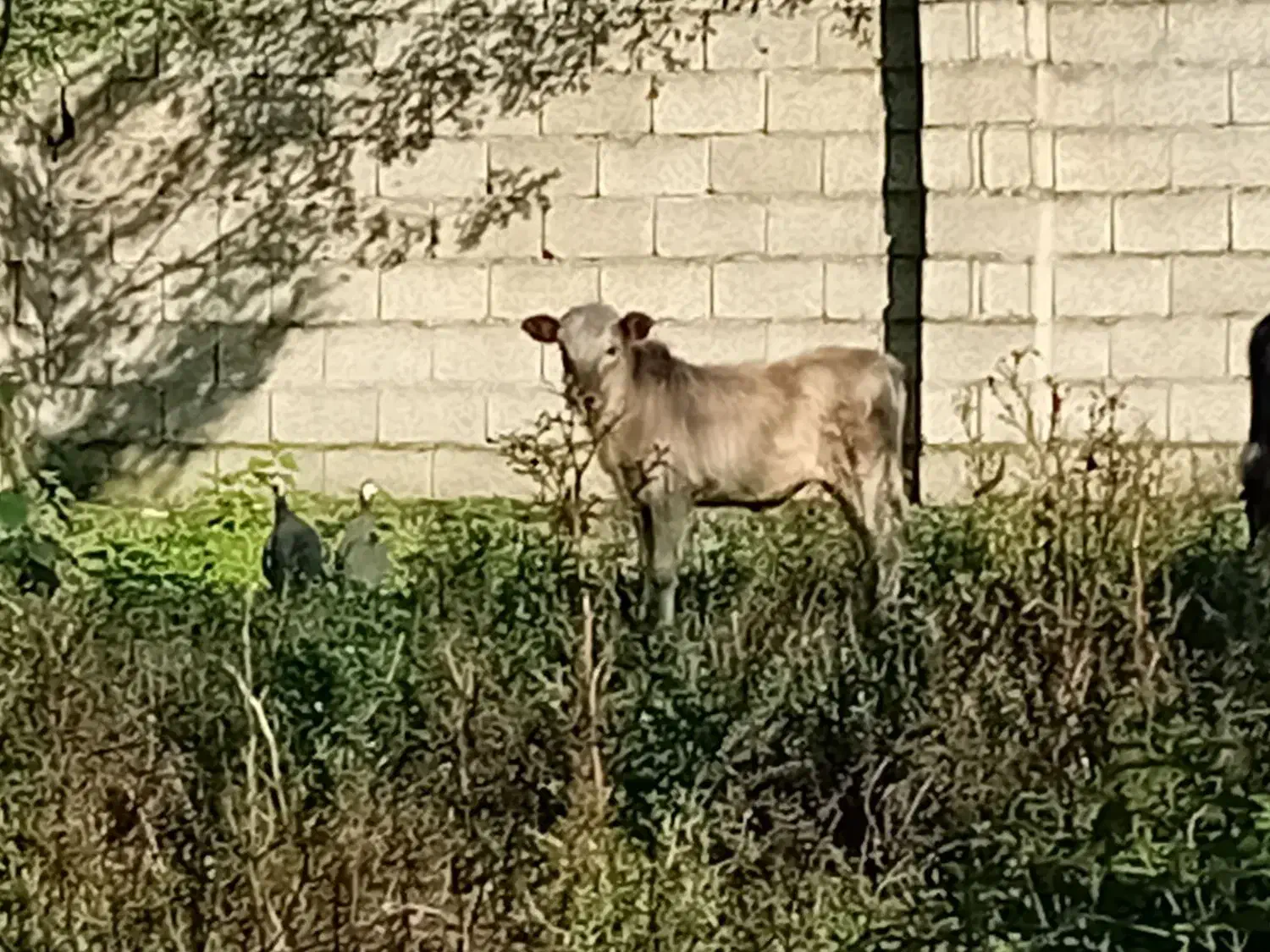 گوساله نر|حیوانات مزرعه|گوراب زرمیخ, |دیوار