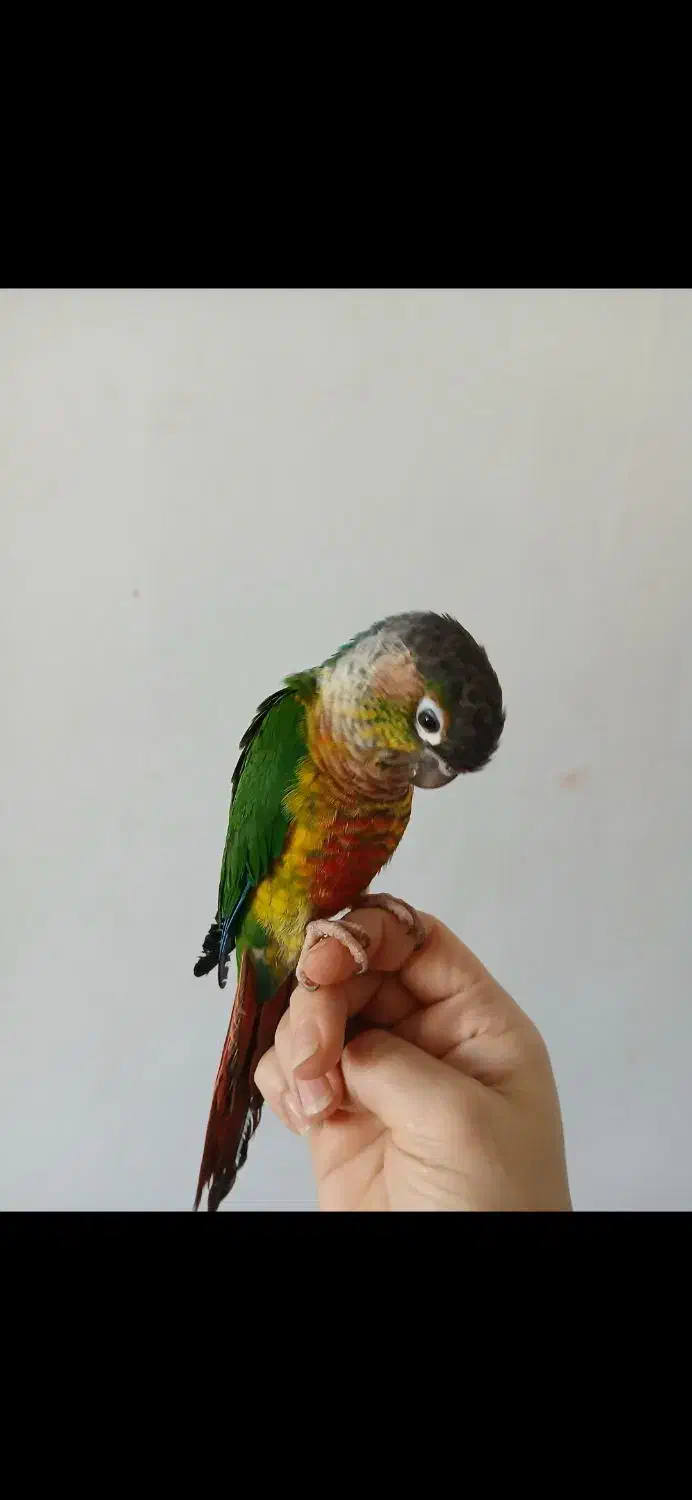 جفت طوطی گرینچیک|پرنده|تربت‌حیدریه, اندیشه|دیوار