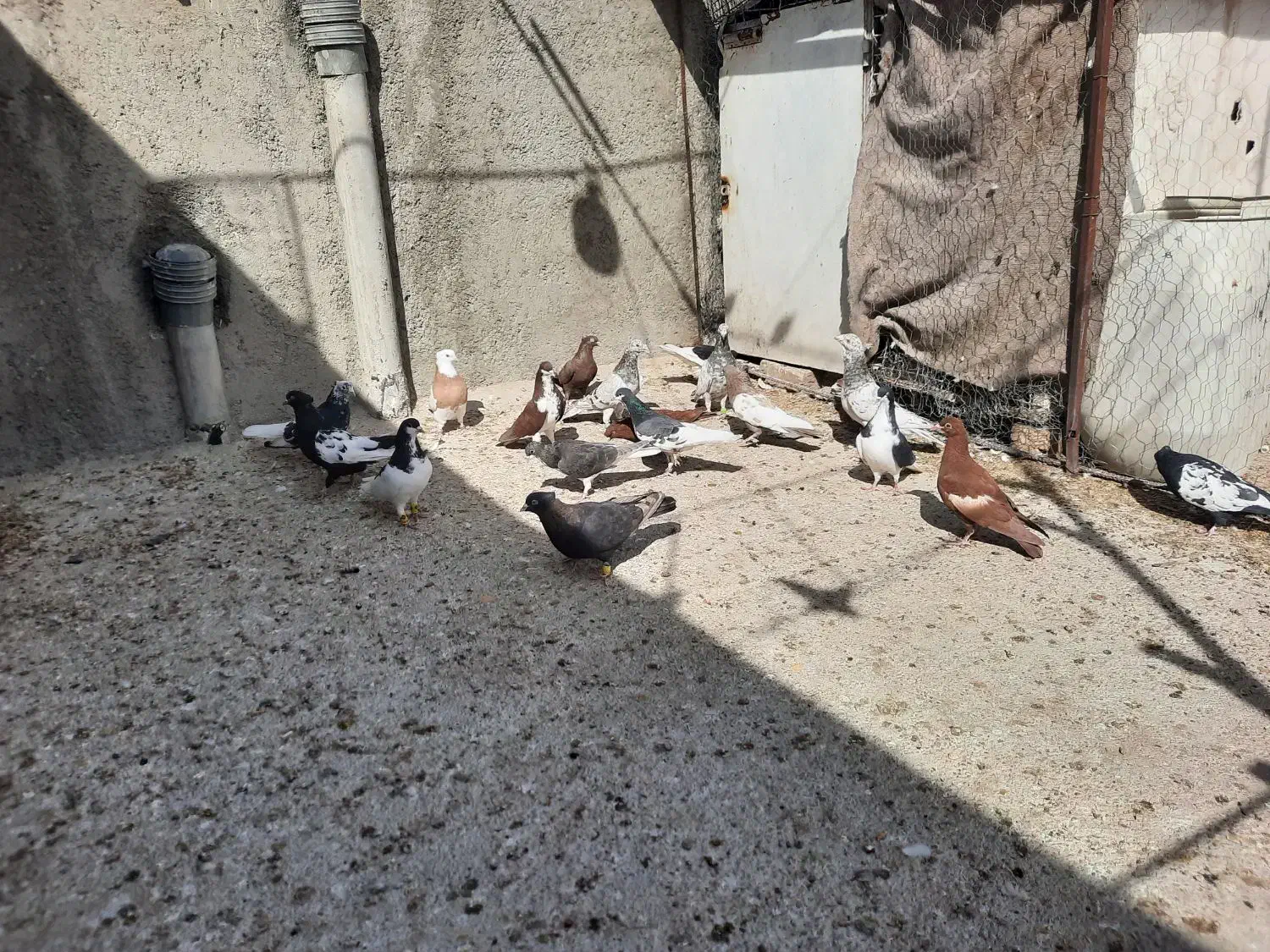 دسه کفتر رنگی|پرنده|ارژن, |دیوار