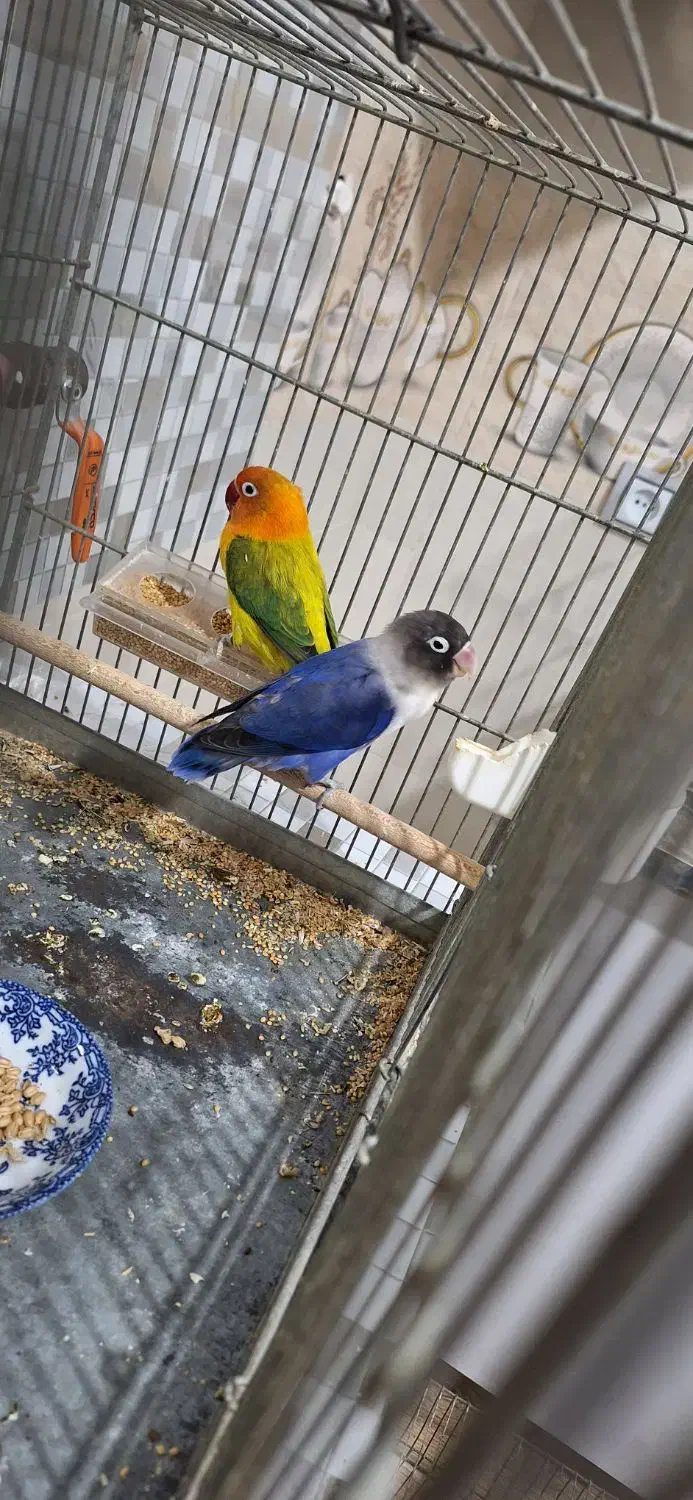 طوطی برزیلی رنگ خاص|پرنده|جنت, |دیوار