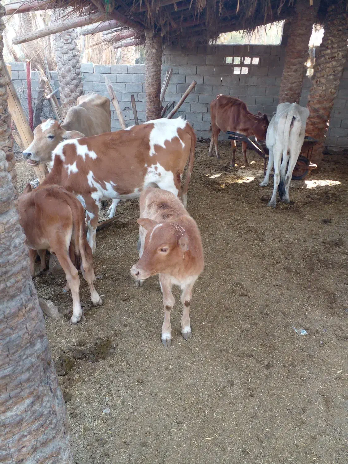 فروش گاو|حیوانات مزرعه|شادگان, |دیوار