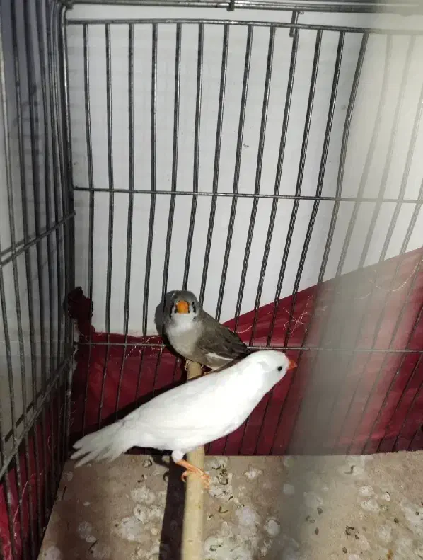 فنچ مولد با تخم|پرنده|پاکدشت, شهرک انقلاب|دیوار