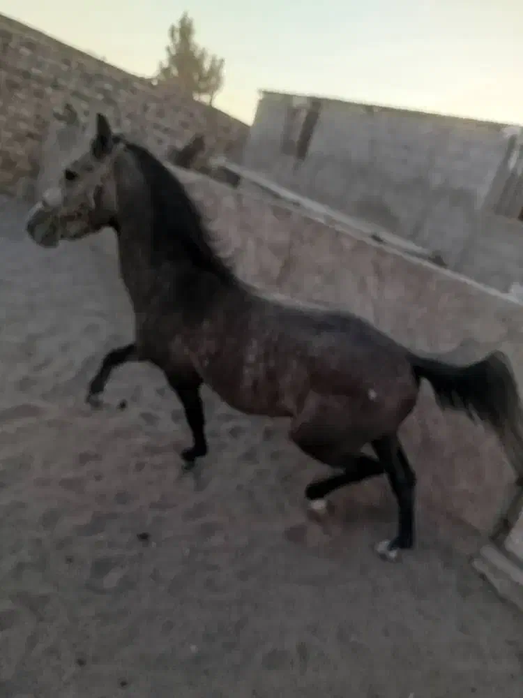 اسب نریان آرام و عالی.تخیف توپ پای قرارداد|اسب و تجهیزات اسبسواری|رفسنجان, |دیوار