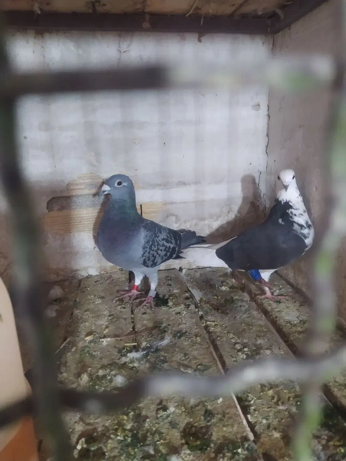 کفتر سرحال|پرنده|بندر امام خمینی, |دیوار