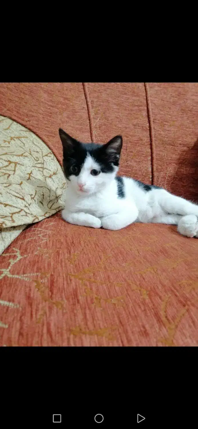 گربه|گربه|کازرون, |دیوار