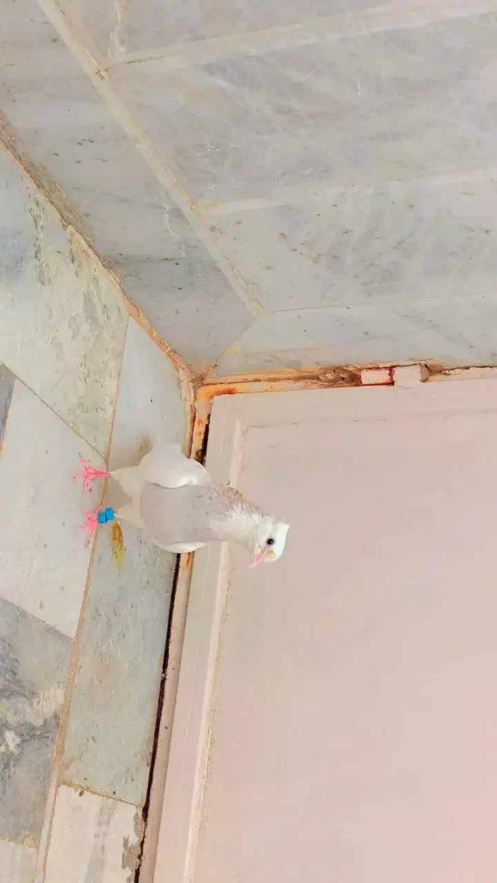 کبوتر طوق هفترنگ کاکلی|پرنده|بیرجند, |دیوار