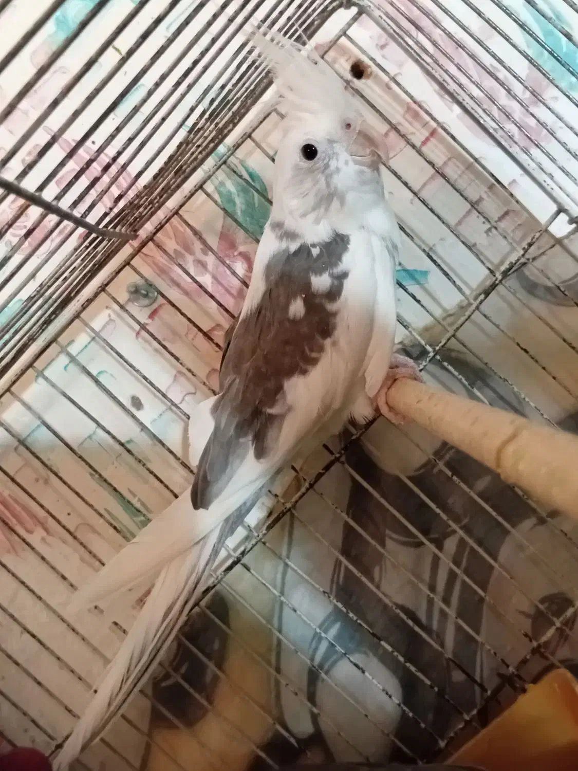 عروس هلندی دوکت نر|پرنده|سبزوار, کهنه آب|دیوار