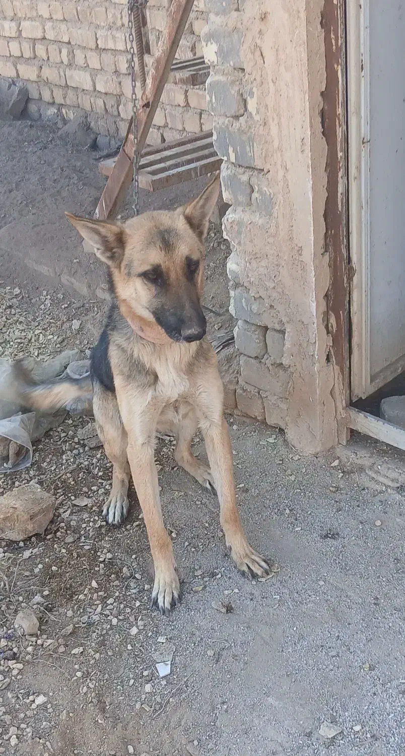 سگ نگهبان|سگ|برخوار, |دیوار