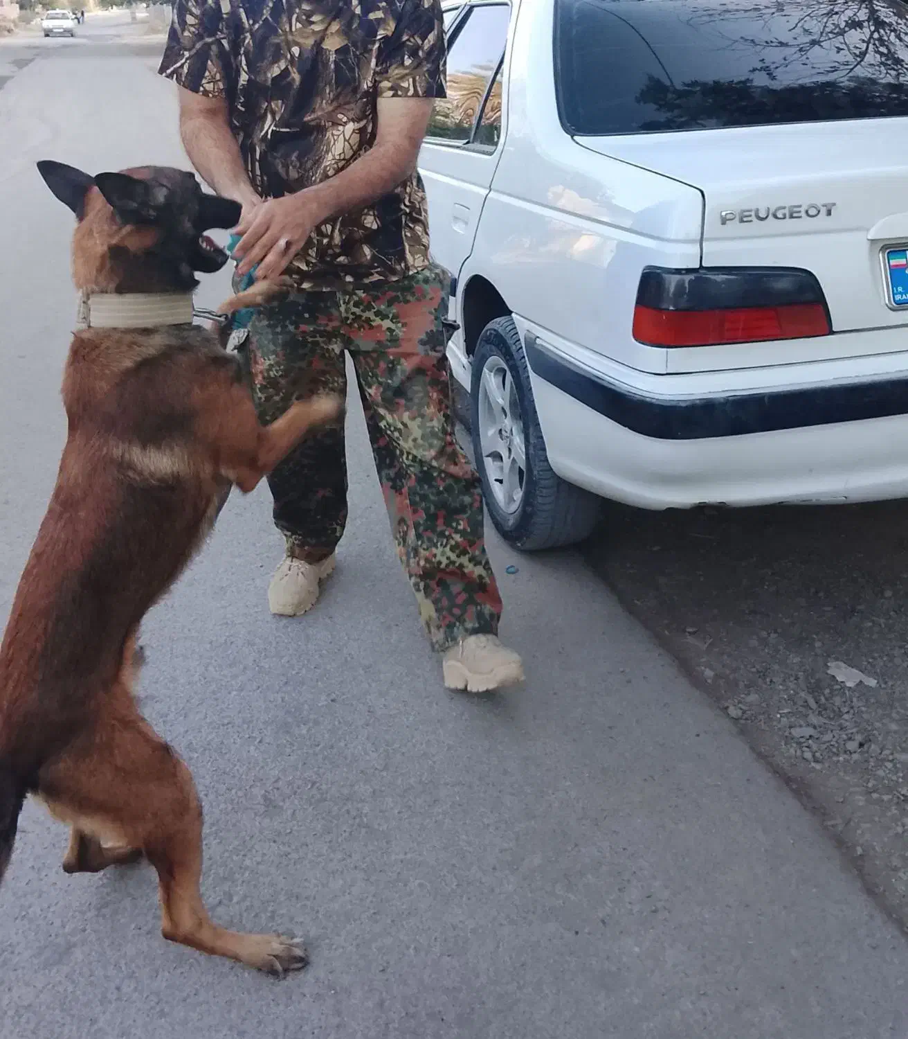 سگ تربیت شده باهوش|سگ|جیرفت, |دیوار