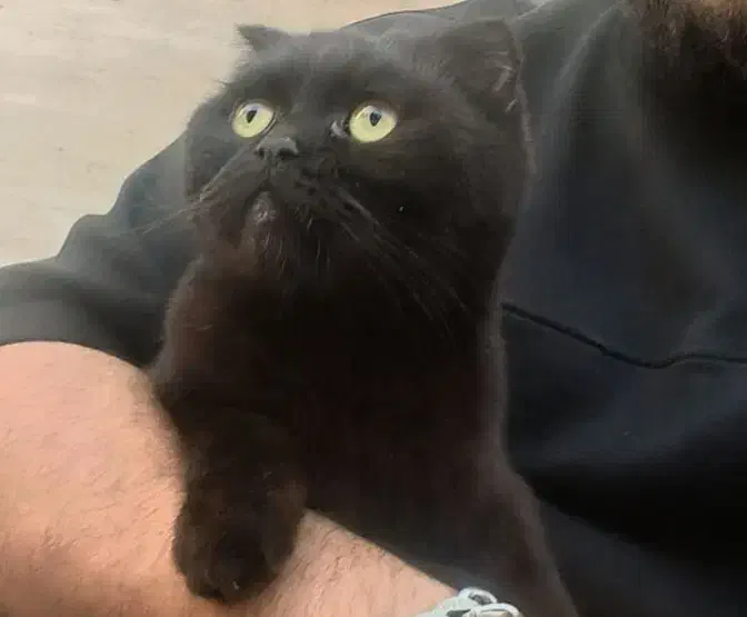 اسکاتیش بلک اصیل|گربه|محمدیه-قزوین, |دیوار