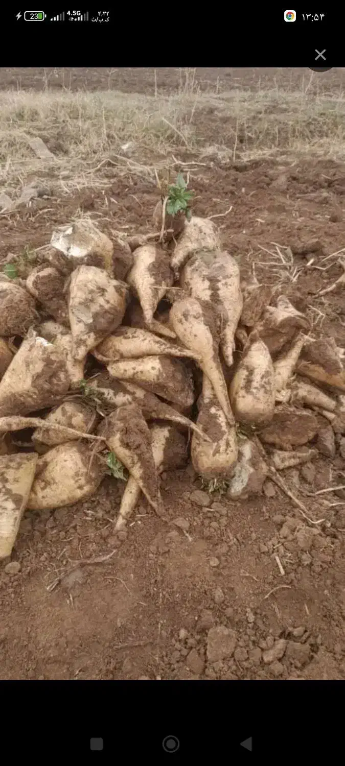 چنر|لوازم جانبی حیوانات|خرم‌آباد, |دیوار