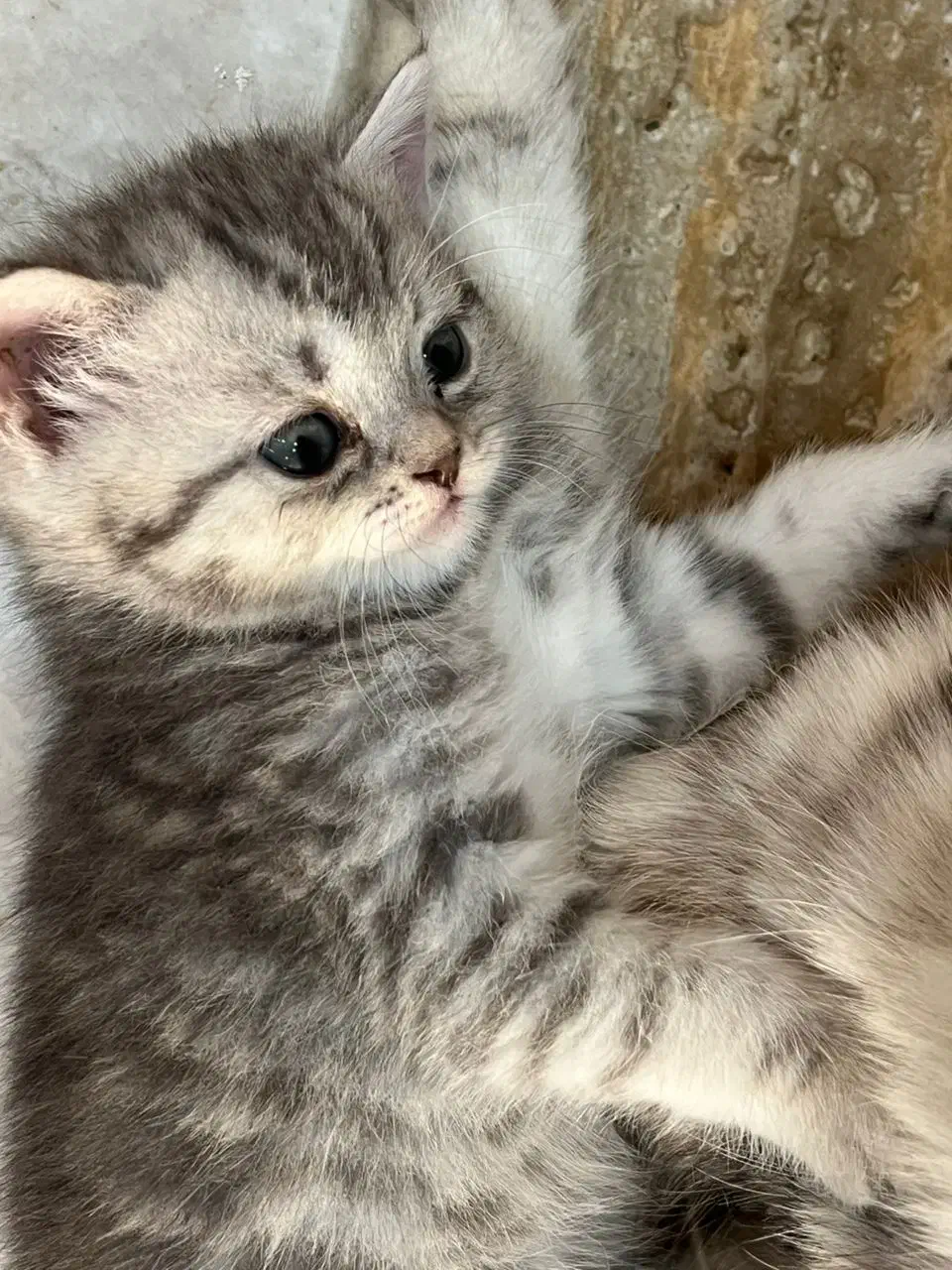 بچه گربه بریتیش اصیل خانگی|گربه|شیراز, معالیآباد|دیوار