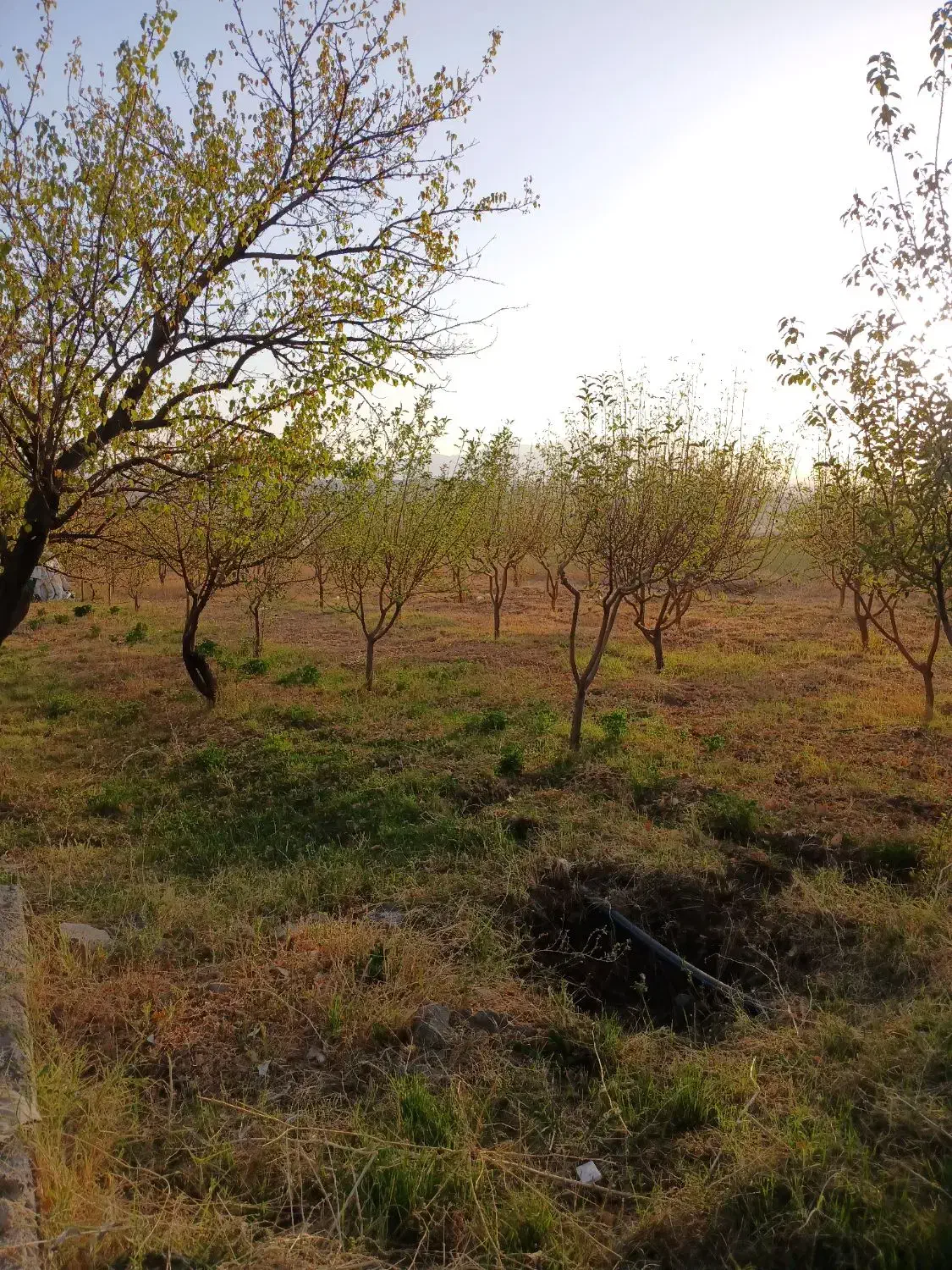 فروش باغ ۱۵۰۰ متری و ۱۰۰۰۰متری|فروش دفتر صنعتی، کشاورزی، تجاری|زنجان, |دیوار