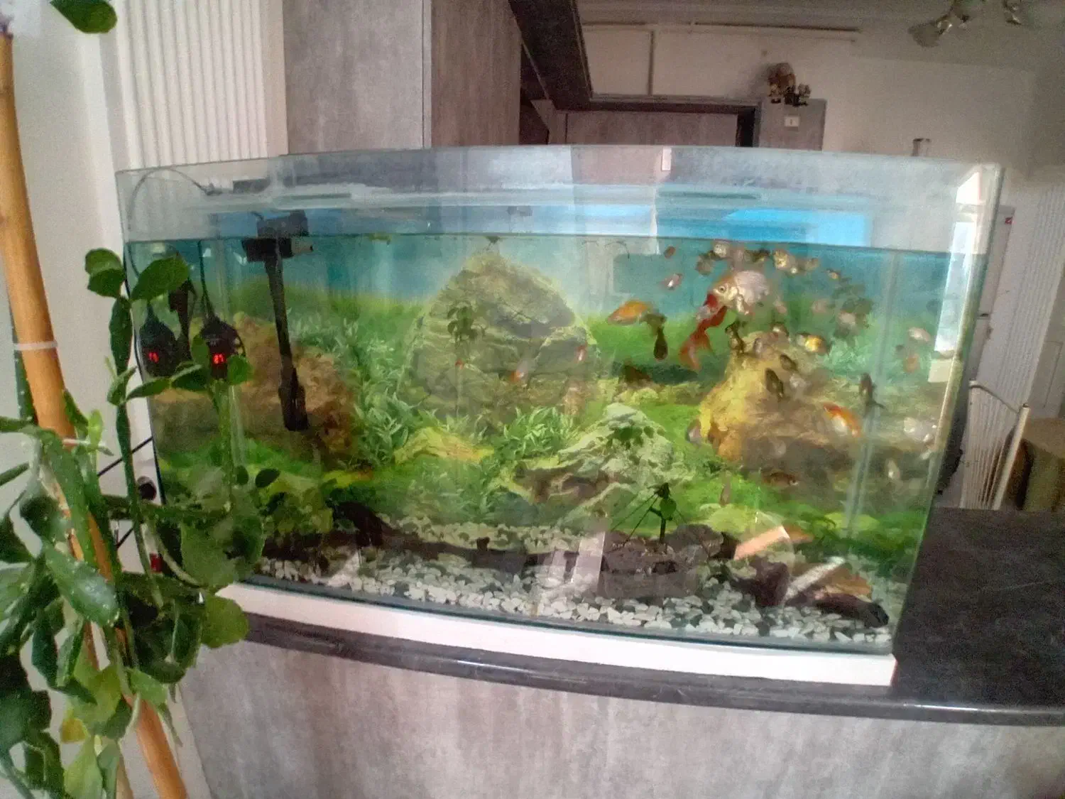 گلدفیش رد کپ و بوفالو|ماهی|مشهد, کوثر|دیوار