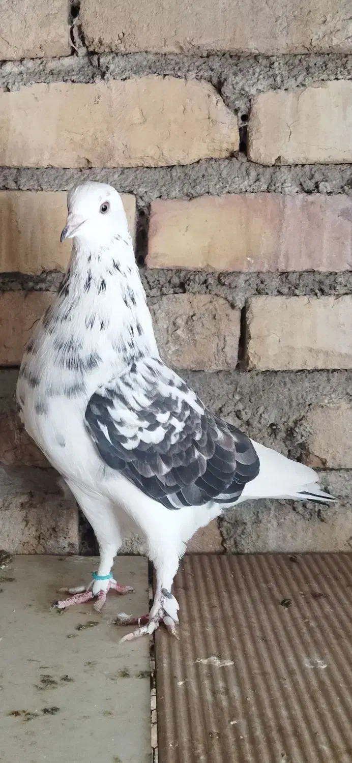 کبوتر پرشی|پرنده|بهشهر, |دیوار