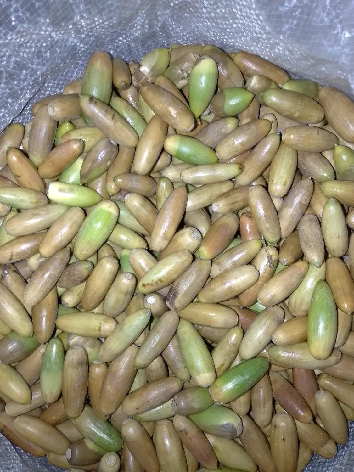 فروش بلوط دام|حیوانات مزرعه|بانه, |دیوار