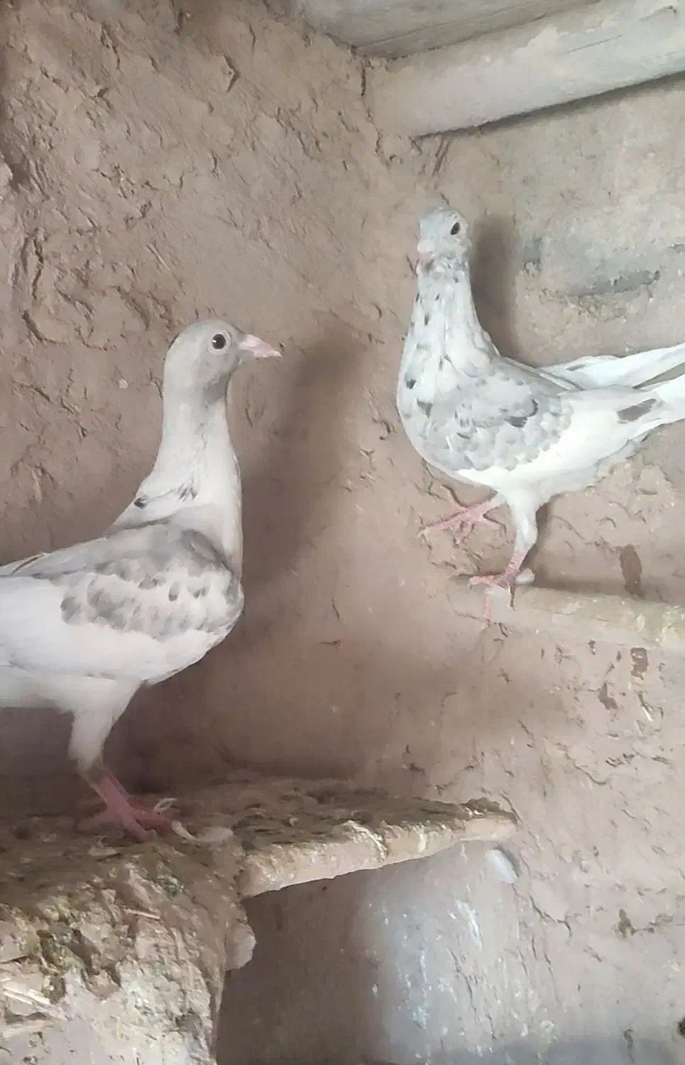 جوانه سار سرور|پرنده|چناران, |دیوار