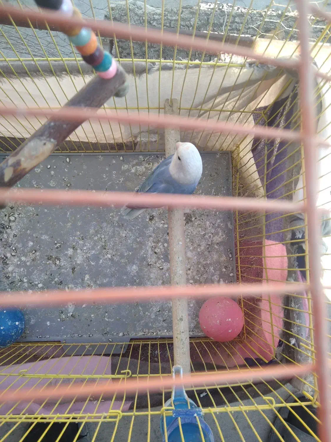 طوطی برزیلی۴۵۰ نر|پرنده|سنندج, |دیوار