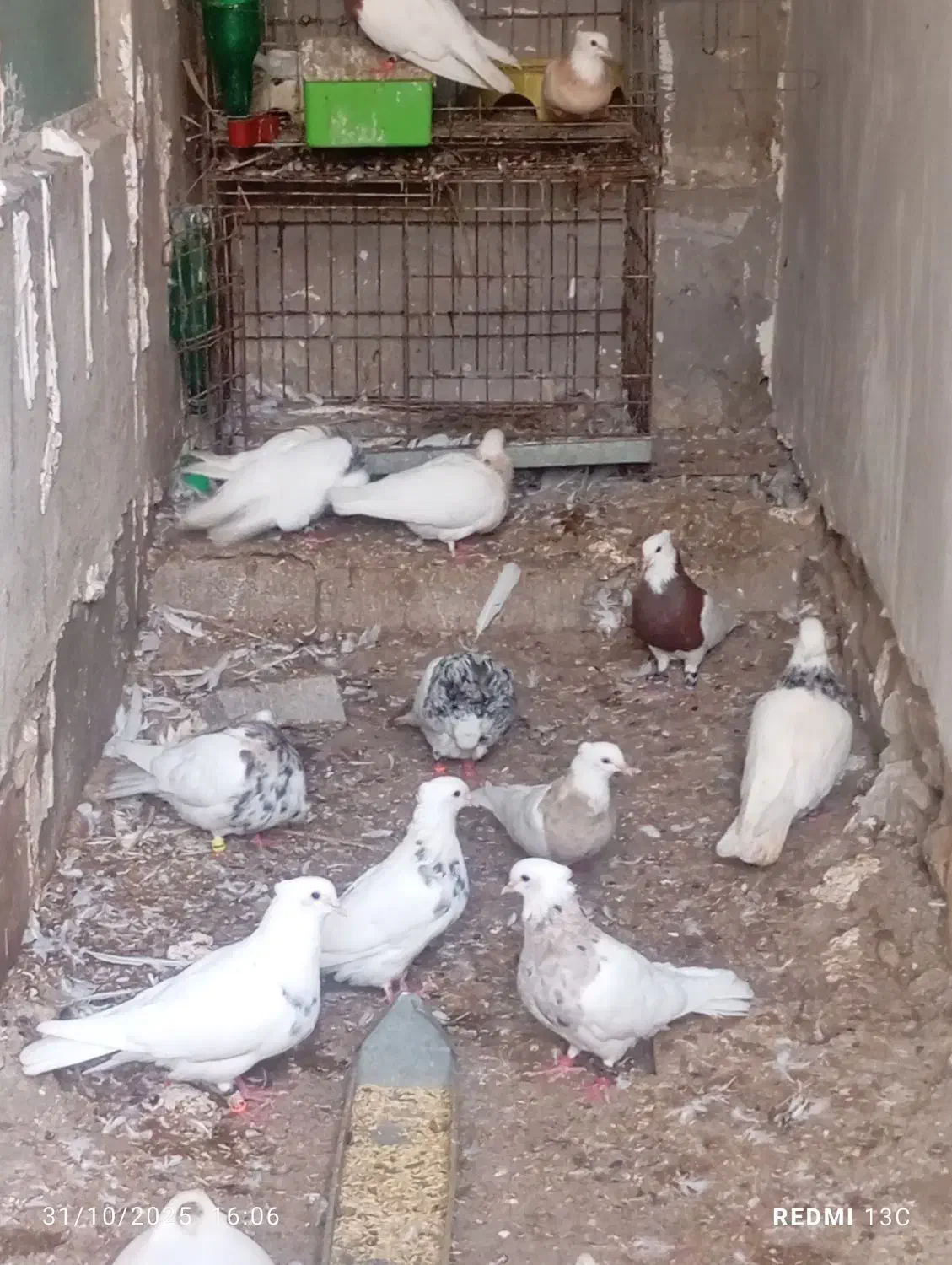 تماس جوابگو هستم|پرنده|بندر کنگان, |دیوار