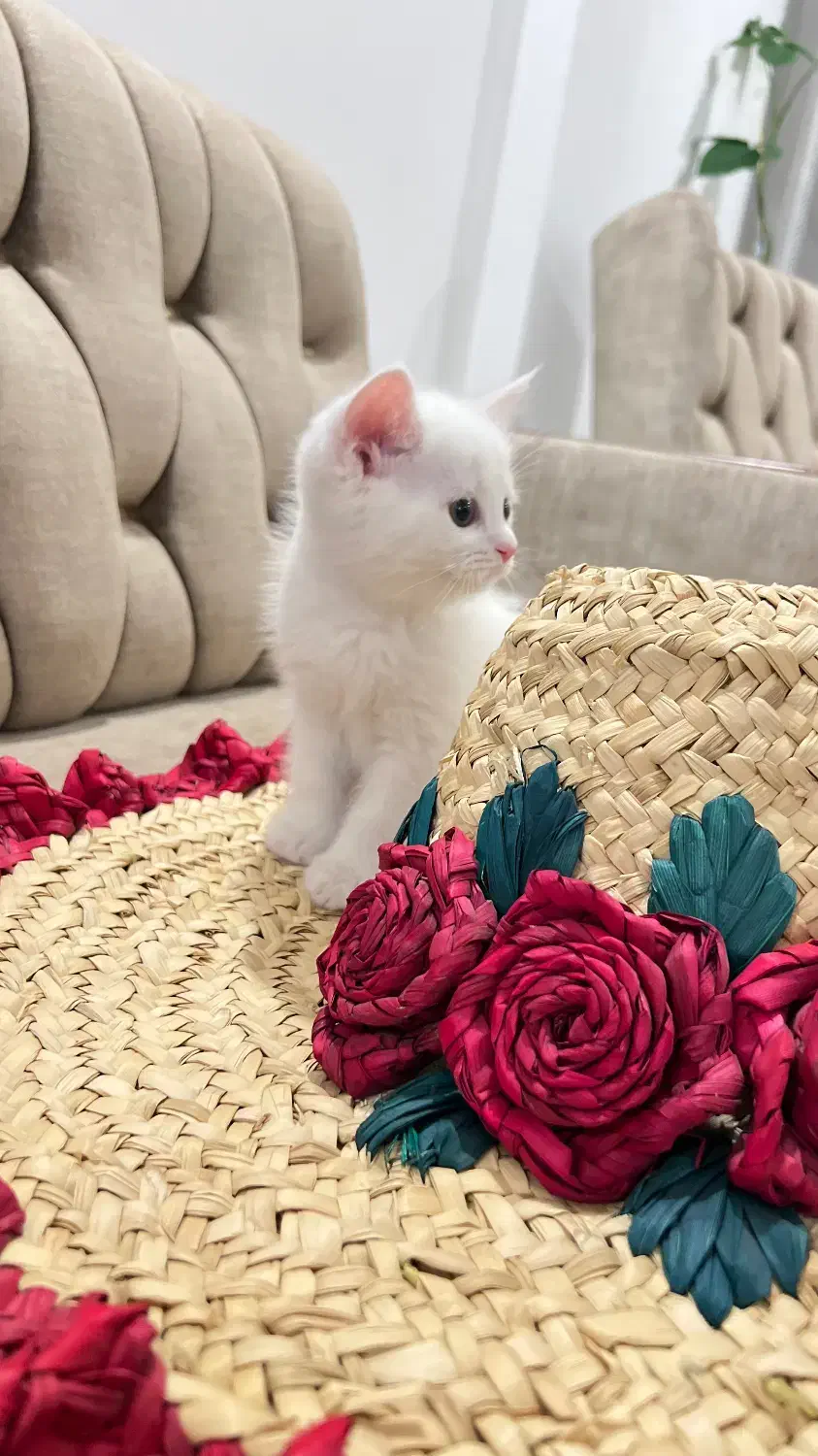 واگذاری گربه بریتیش|گربه|پاکدشت, پاکدشت (مامازند)|دیوار