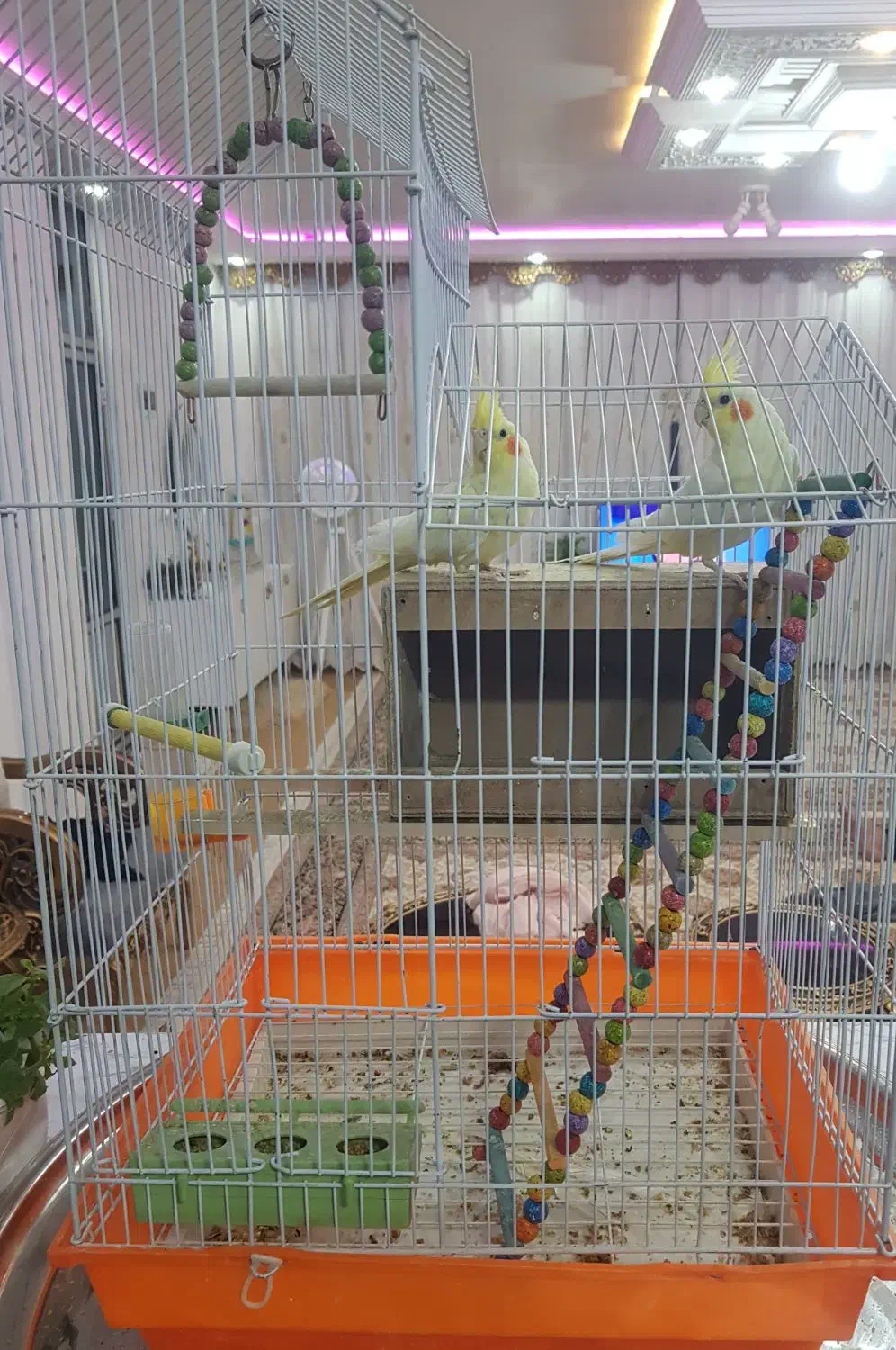 عروس|پرنده|لردگان, |دیوار