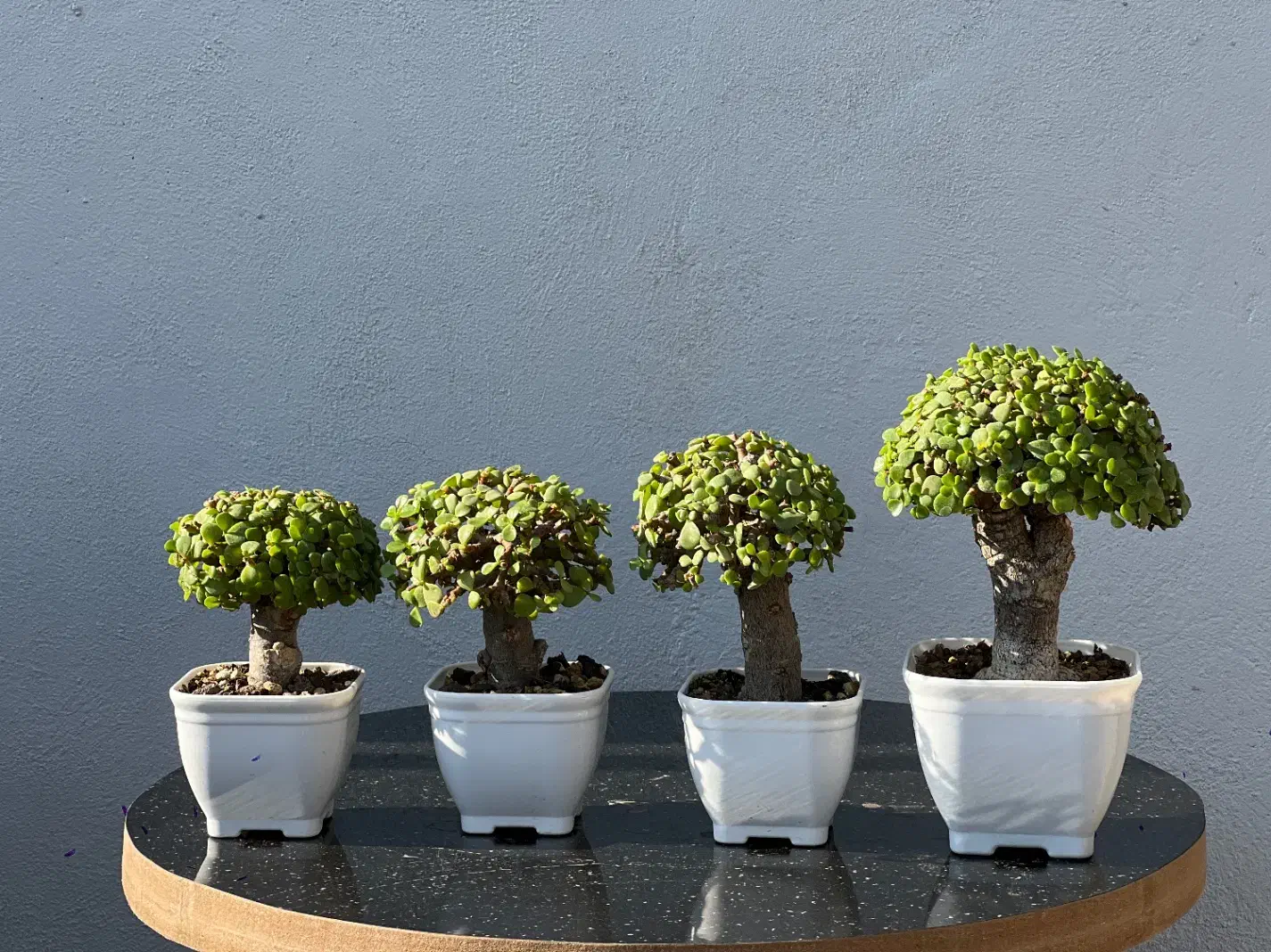 درختچه بنسای خرفه جید کراسولا|گل و گیاه طبیعی|تهران, نجات اللهی|دیوار