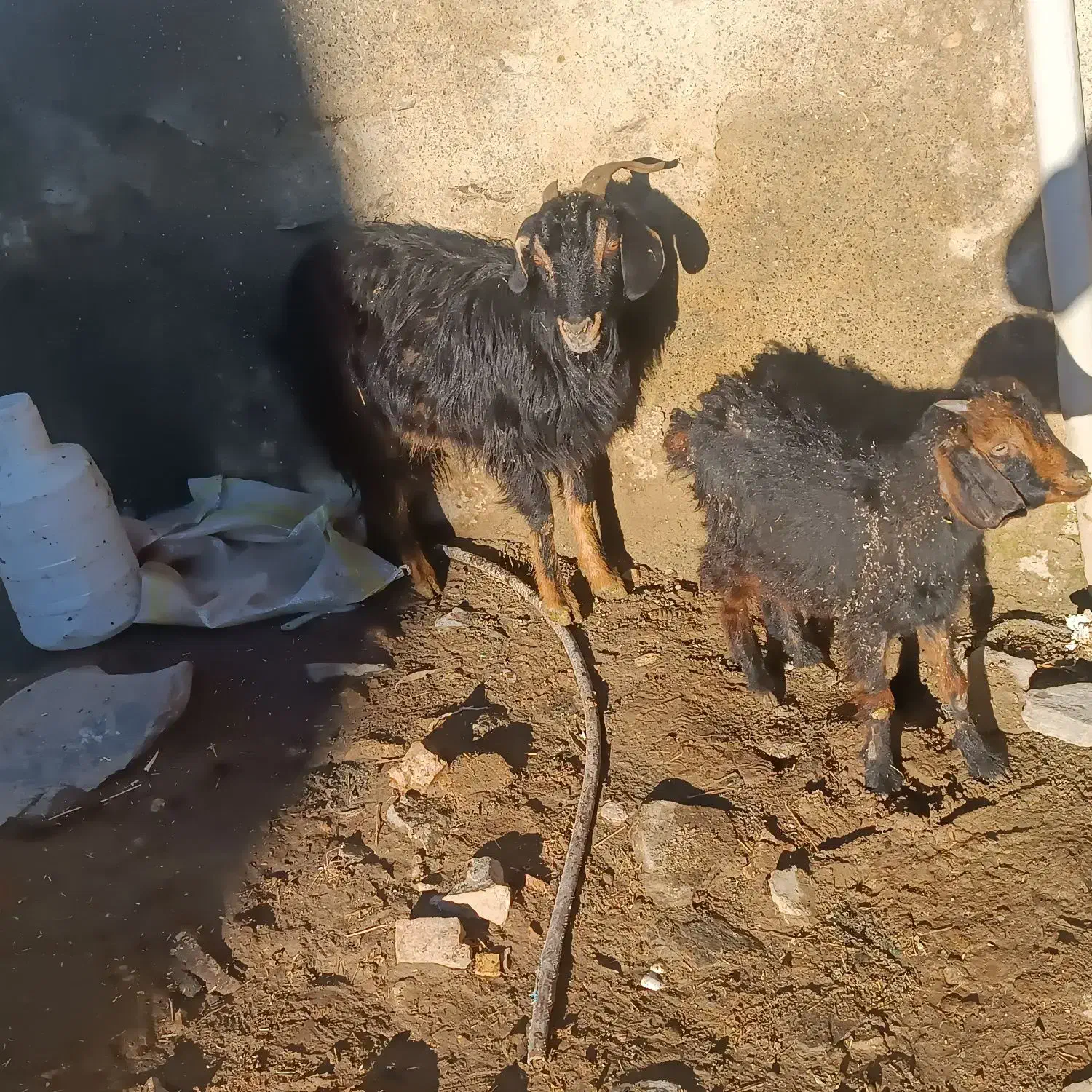 یک راس بزه بزغاله|حیوانات مزرعه|همدان, |دیوار