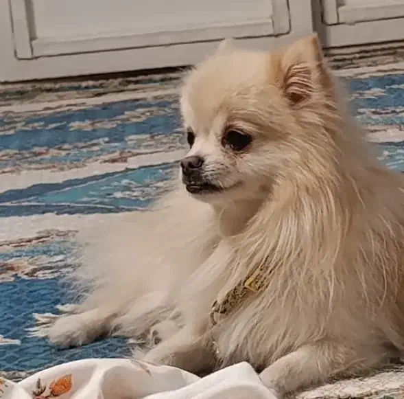 پامر نر|سگ|یزد, |دیوار