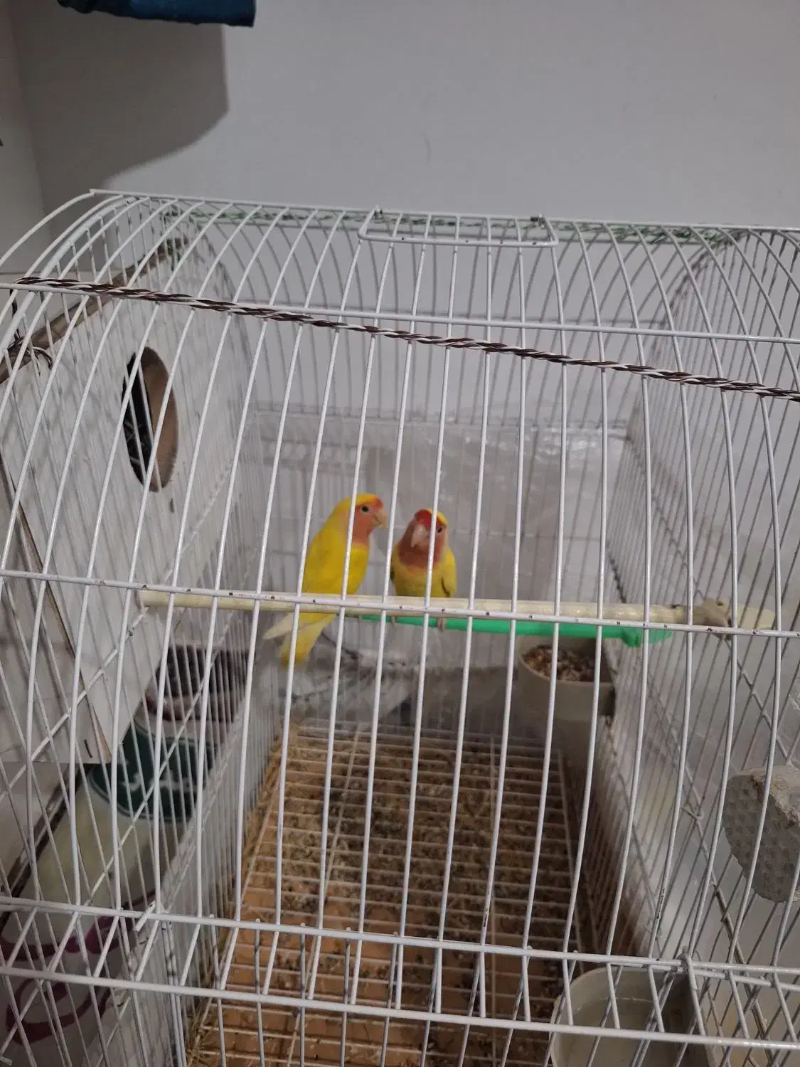 طوطی برزیلی|پرنده|الوند, |دیوار