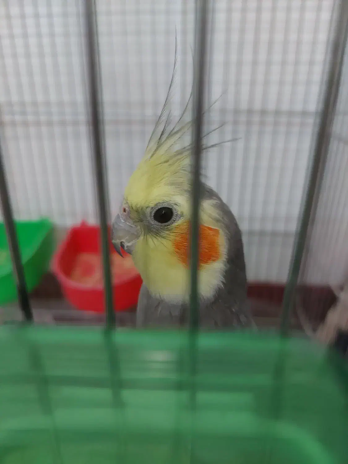 عروس هلندی|پرنده|استهبان, |دیوار