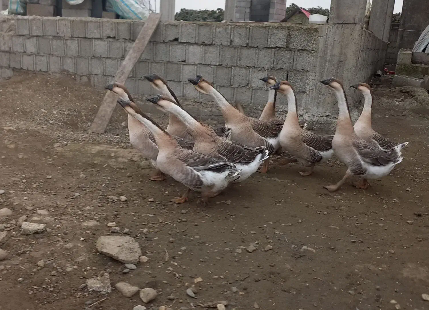 قو غاز اصل افریقایی واردک اسرائیلی وروغنهای زیبایی|حیوانات مزرعه|اسالم, |دیوار