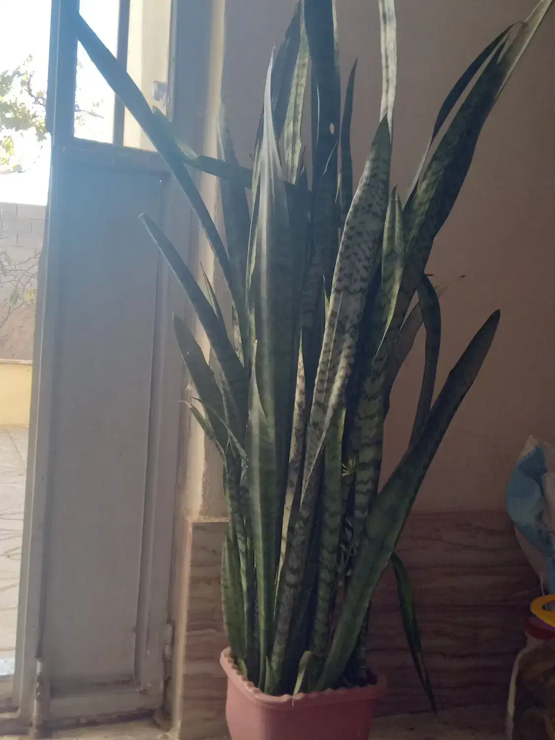 گل خانگی|گل و گیاه طبیعی|مشگین شهر, |دیوار