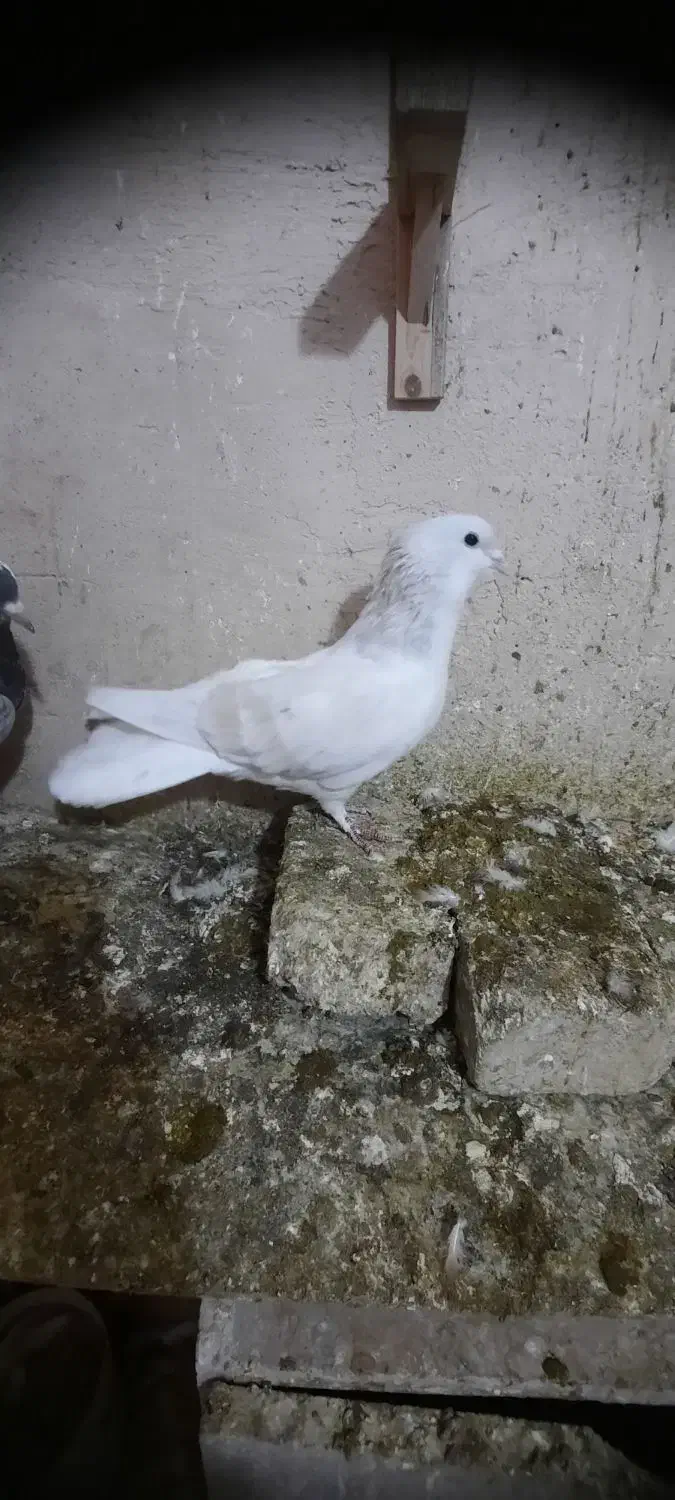 چپ هفرنگ لایی نر|پرنده|اسفراین, |دیوار