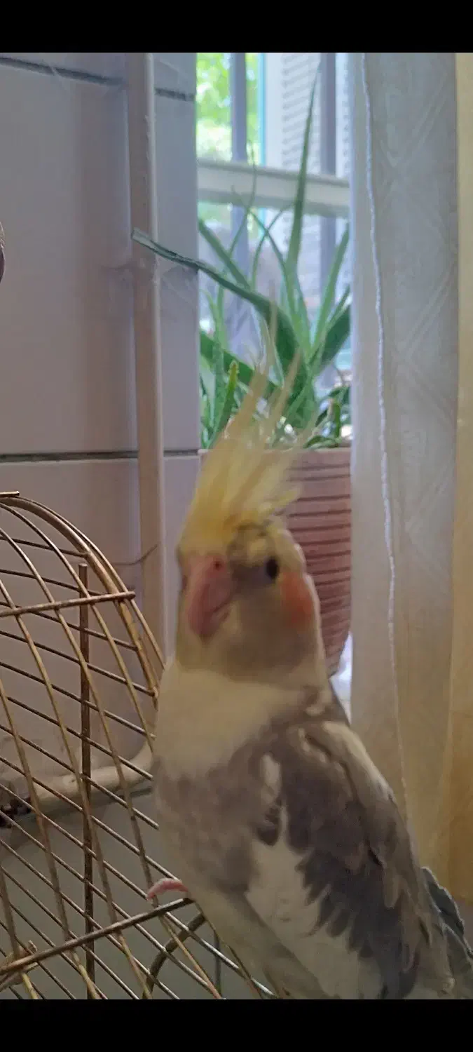 عروس هلندی گمشده|حیوانات|کرمان, |دیوار