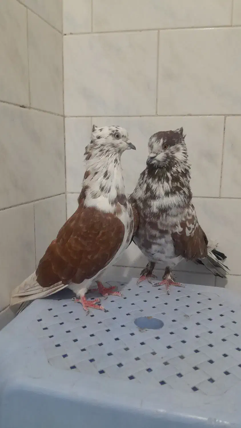 کبوتر گرگی و سرخ خال قدیم|پرنده|خان ببین, |دیوار