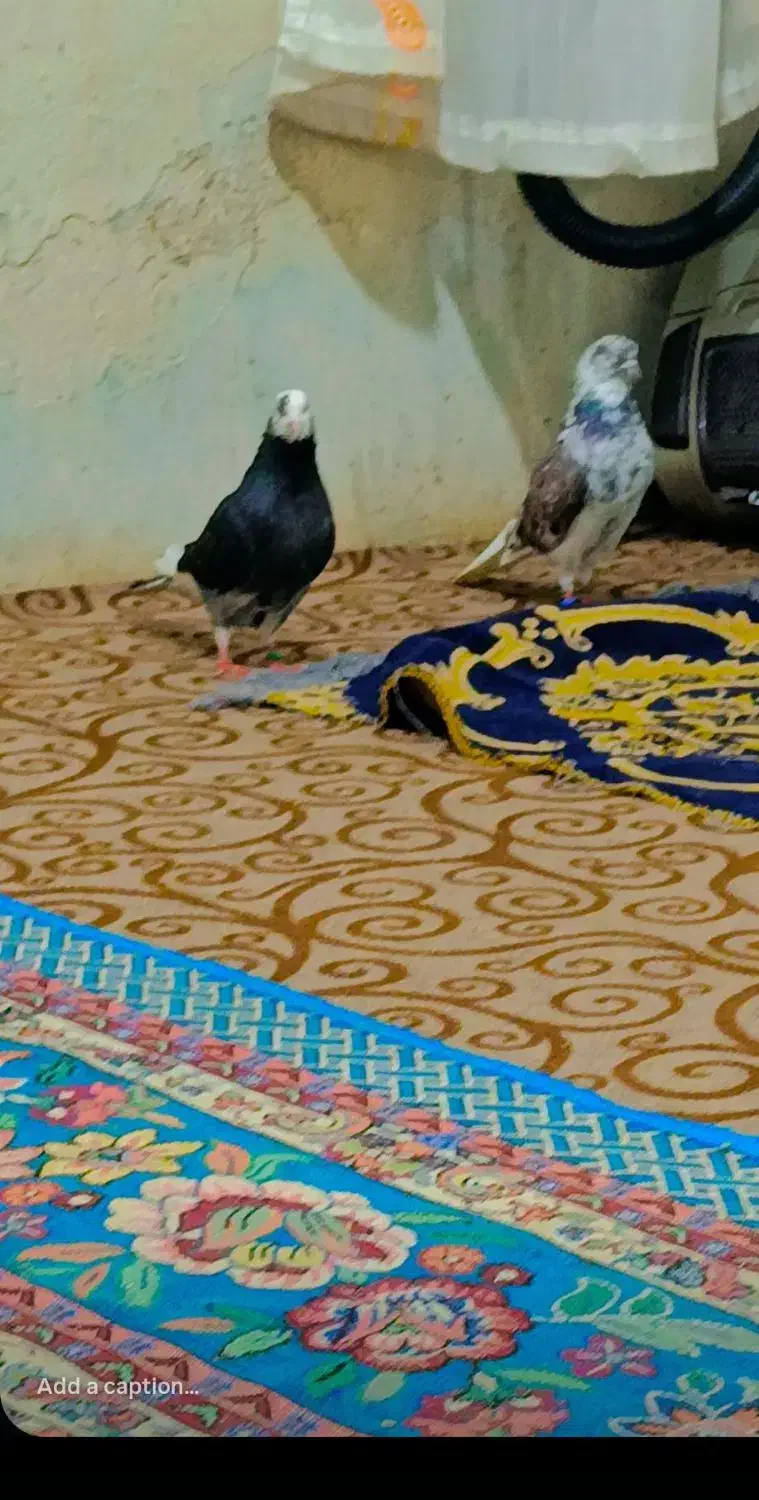 کفتر پرشی|پرنده|گرگان, |دیوار