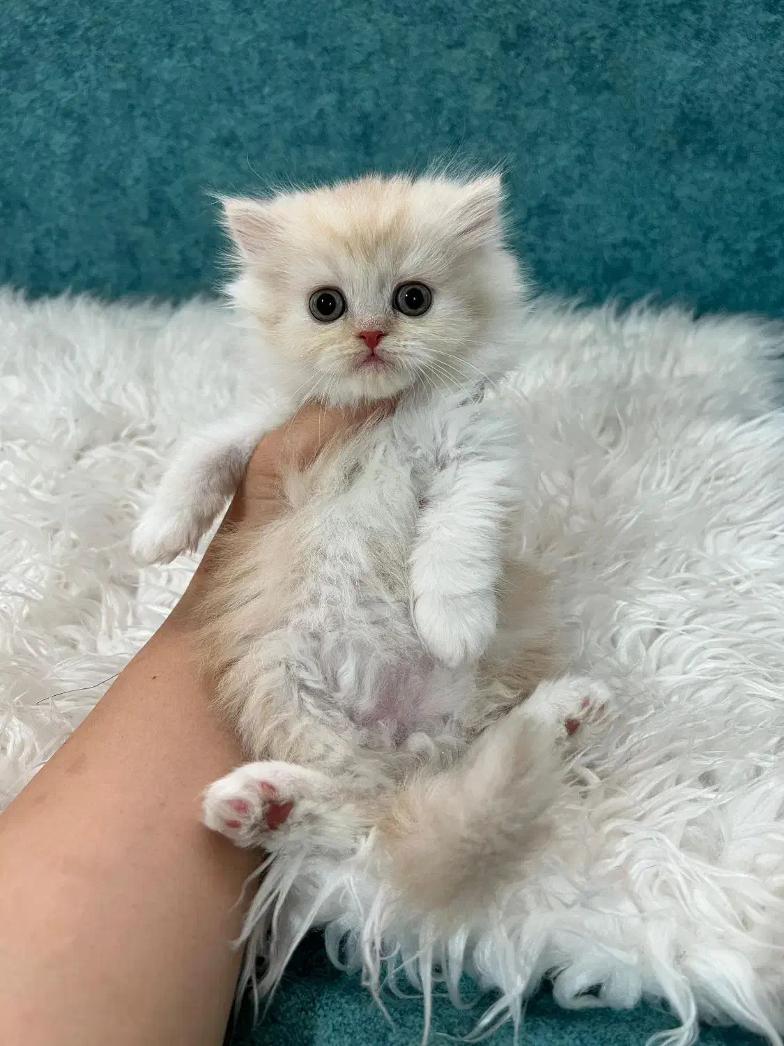 بچه گربه ها با تحویل حضوری در اهواز|گربه|رامهرمز, |دیوار