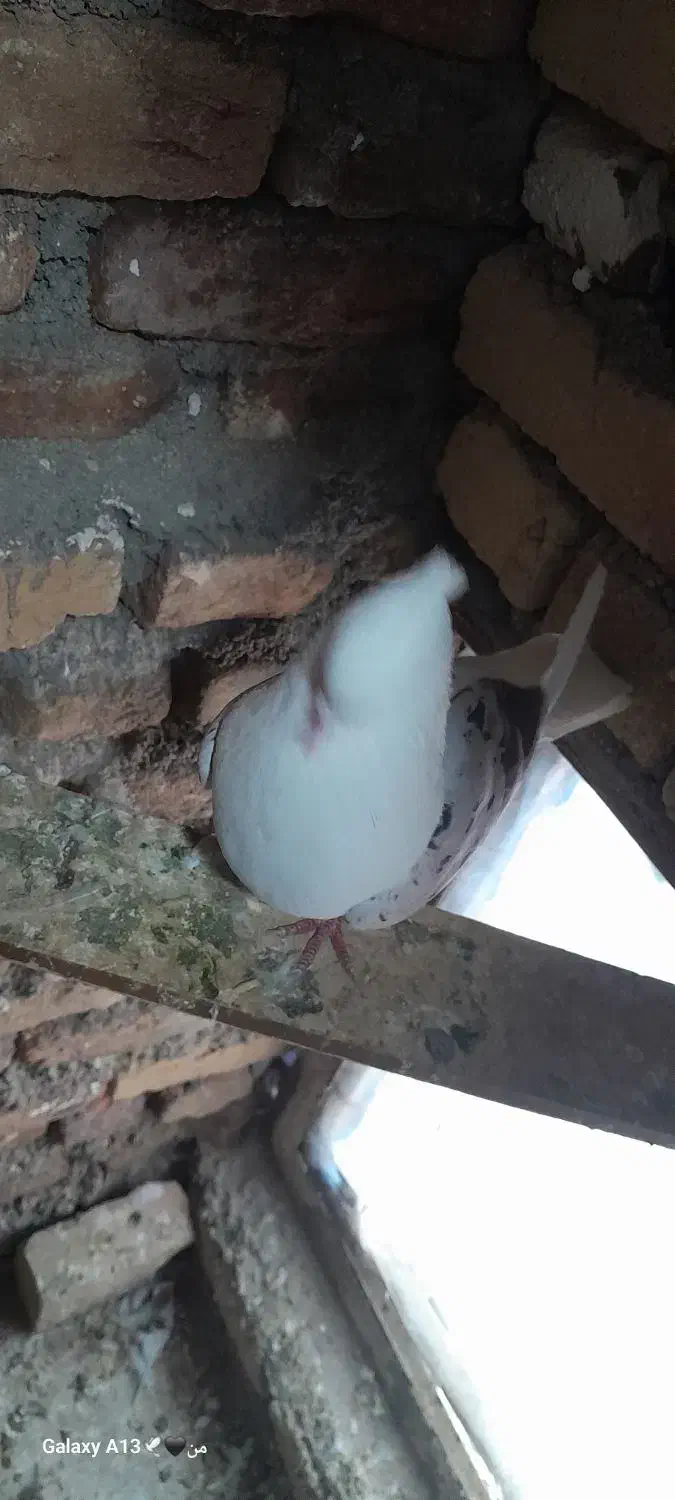 گرده ای|پرنده|دورود, |دیوار